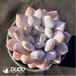 Echeveria Pinellia ternata