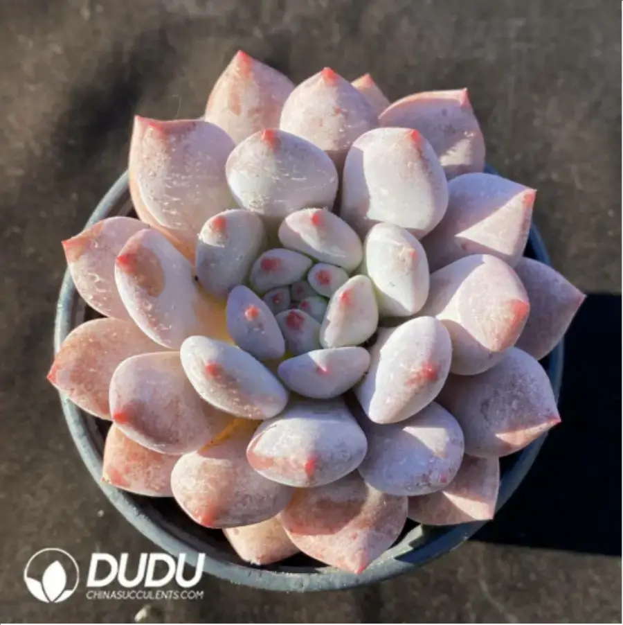 1-182.webp Echeveria Pinellia ternata - Image 1