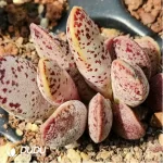 Adromischus Purple Cooperi v. Festivus