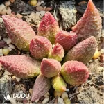 Adromischus Little Red Mouth