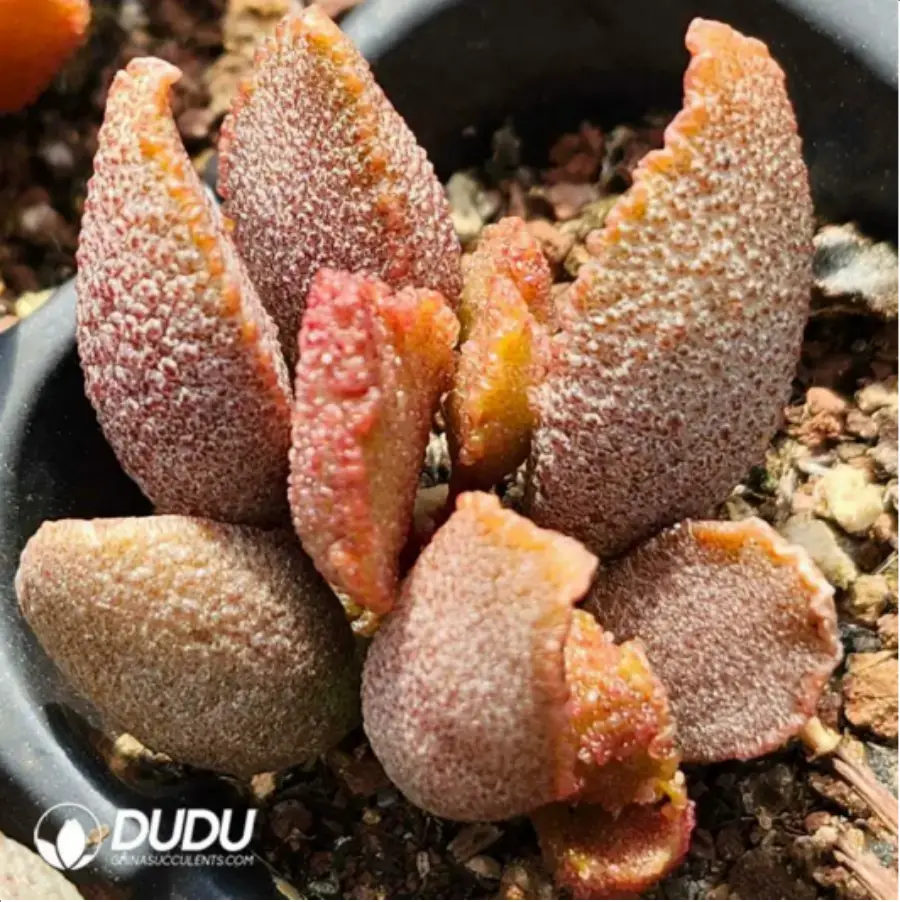 1-1825.webp Adromischus Elf stick - Image 1