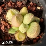 Adromischus White Sugar