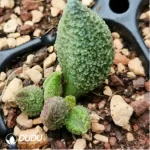 Adromischus Melt Pattern Ice Cream
