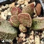 Adromischus Green Frosted Pork Liver