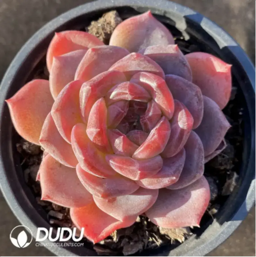 1-184.webp Echeveria Velvet - Image 1