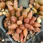 Adromischus Baby Cabbage