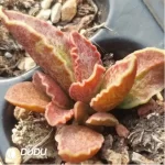 Adromischus Marianiae v. marianiae 'Clan William'