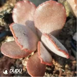 Adromischus Queen Salsa Egg Scrub