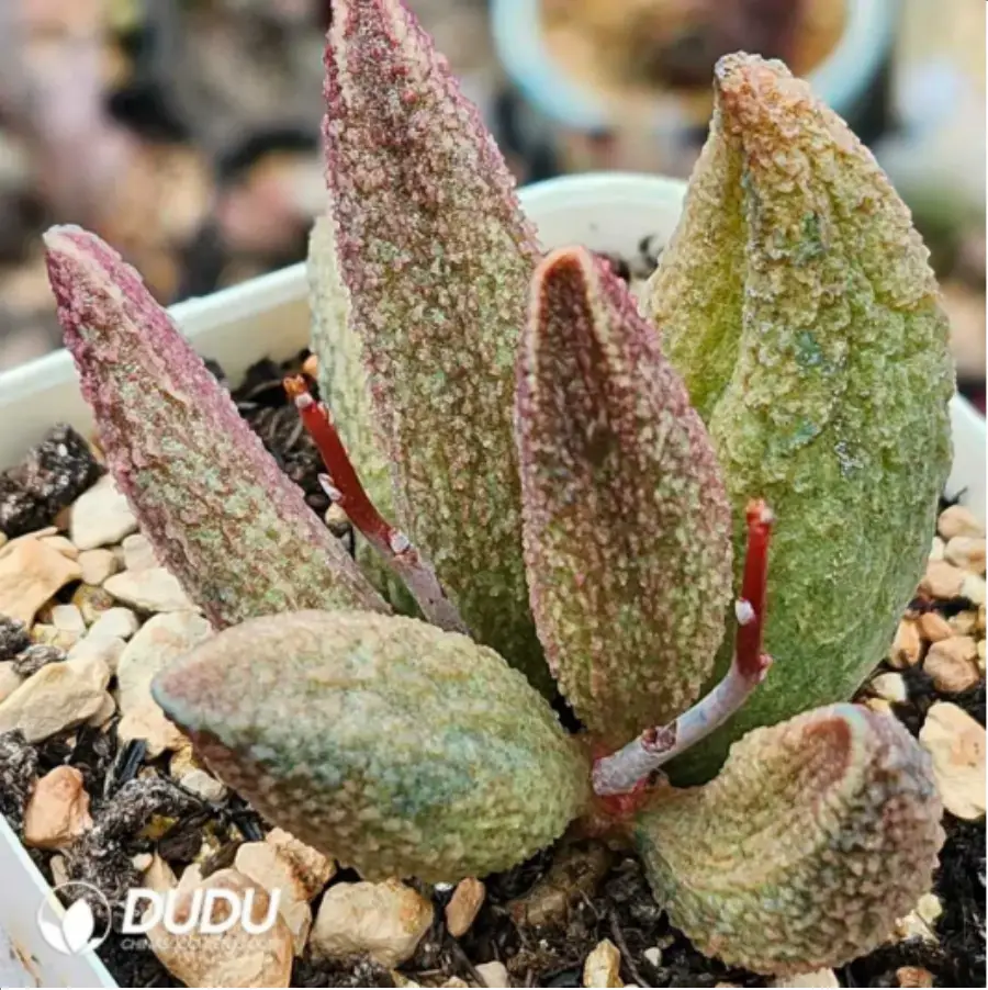 1-1848.webp Adromischus Bai Anze - Image 1