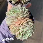 Echeveria Bumba Double Headed