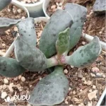 Adromischus Crimson Toad