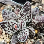 Adromischus Warm Egg Scrub