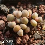Adromischus 98 Eggs