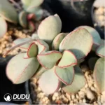 Adromischus KUBU7475