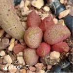 Adromischus White Eggs With Red Edges #74