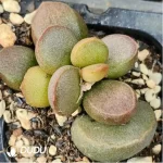 Adromischus Black Sauce