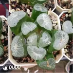 Haworthia Retusa Myojin