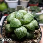 Haworthia Retusa Green Beaver