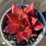 Echeveria Romeo Rubin