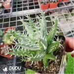 Cactus-Echinocactus Thorned Ivory