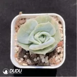 Echeveria Lovely Rose Variegated