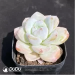 Echeveria Star Snow