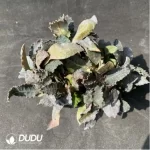 Euphorbia-francoisii