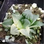 Haworthia Plasticskin