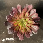 Crassula Ovata Gollum