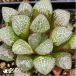 Haworthia Xiangyun Ke