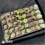 DUDU Collocation-1044