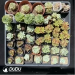 DUDU Collocation-1041