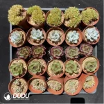 DUDU Collocation-1039