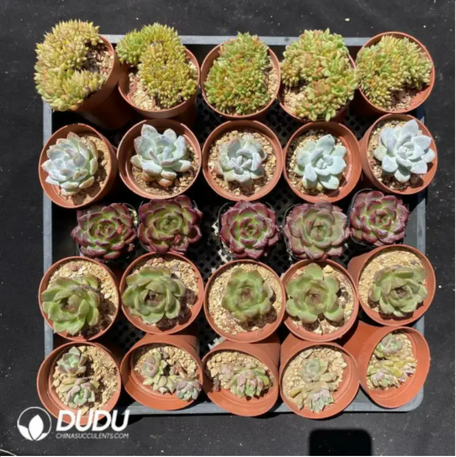 1-1892.webp DUDU Collocation-1039 - Image 1