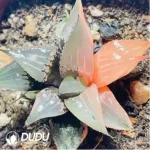 Haworthia Shuten-doji Variegated