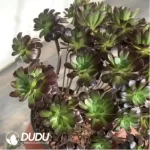 Aeonium Halloween Silky/Brushed Variegated