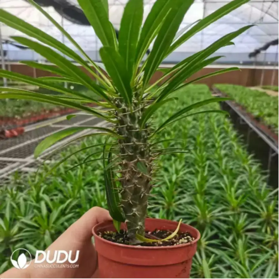 1-1908.webp Pachypodium-Lamerei - Image 1