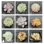 Blind Box Of Echeveria Set (100Pcs Succulents) Moq1