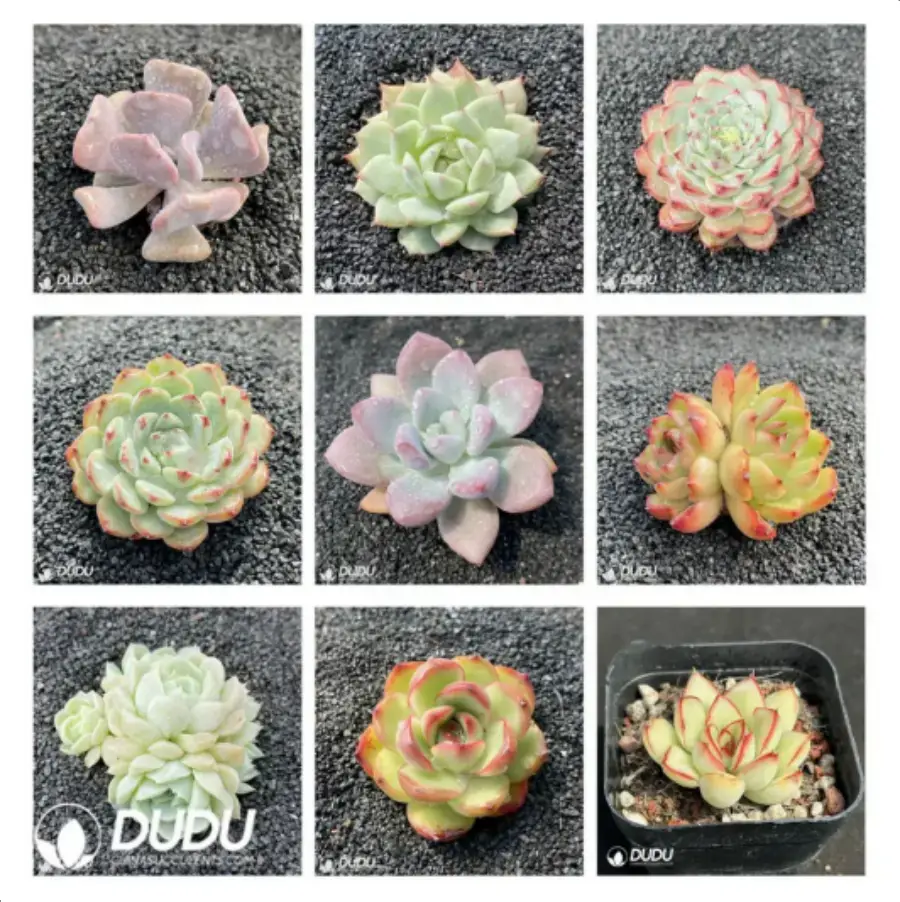 1-1909.webp Blind Box Of Echeveria Set (100Pcs Succulents) Moq1 - Image 1