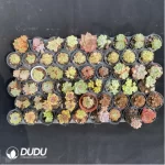 DUDU Collocation-1009