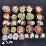 DUDU Collocation-1028