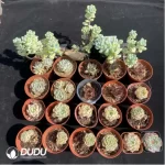 DUDU Collocation-1025