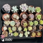 DUDU Collocation-1021