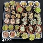 DUDU Collocation-1020