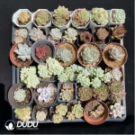 DUDU Collocation-1018