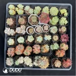 DUDU Collocation-1010