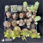 DUDU Collocation-1001