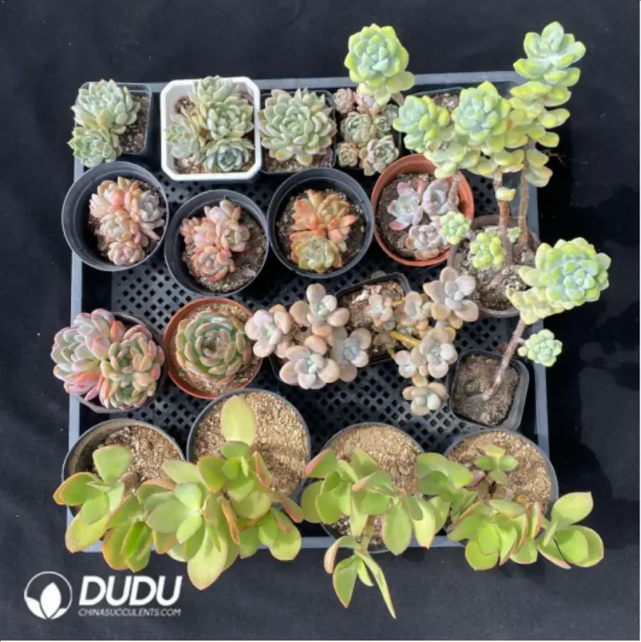 1-1934.webp DUDU Collocation-1001 - Image 1