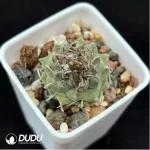 Cactus-Turbinicarpus schmiedickeanus