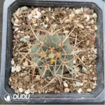 Cactus-EchinoCactus-Chaocupingwan